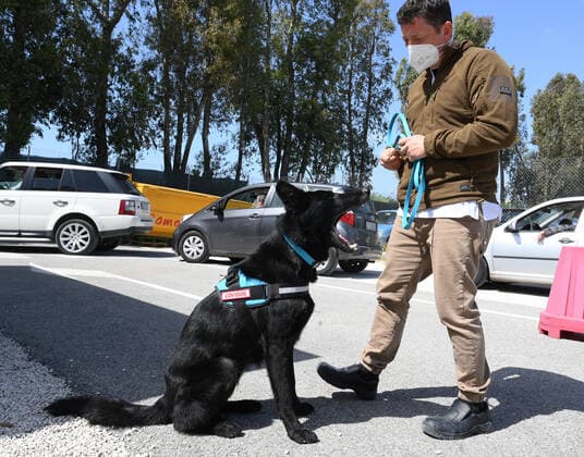 (210406) -- ROME, April 6, 2021 -- German Shepherd Harlock is trained to detect coronavirus in Rome, Italy, on April 6, 2021. In the Campus Bio-Medico University Hospital, a project has been launched to train dogs to detect the presence of coronavirus in human sweat. (Photo by Xinhua) ITALY-ROME-COVID-19-DOG-TRAINING AlbertoxLingria 