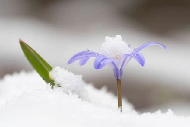  Sternhyazinthe (Scilla bifolia) im Schnee, Hessen, Deutschland, Europa *** Star hyacinth Scilla bifolia in snow, Hesse, Germany, Europe Copyright: imageBROKER/WilfriedxMartin ibxwma06720172.jpg