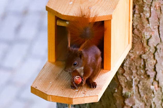 Futterhäuschen mit Eichhörnchen Hamburg Hamburg Deutschland *** Feeding house with squirrel Hamburg Hamburg Germany Copyright: xLobeca RalfxHomburgx