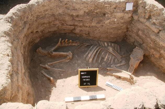 Bilder des Jahres 2021, News 04 April News Themen der Woche KW14 News Bilder des Tages (210408) -- LUXOR, April 8, 2021 () -- Photo taken on April 8, 2021 shows an animal skeleton unearthed at the Lost Gold City in Luxor, Egypt. An Egyptian archeological mission announced on Thursday the discovery of a 3,000-year-old Lost Gold City (LGC) in Egypt s monument-rich city of Luxor. TO GO WITH Feature: Egypt unveils discovery of 3,000-year-old Lost Gold City in Luxor (Ministry of Tourism and Antiquities Handout via ) EGYPT-LUXOR-ARCHEOLOGICAL DISCOVERY Xinhua 