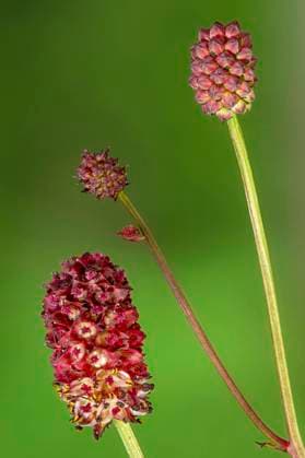 Grosser Wiesenknopf, Gross-Wiesenknopf, Grosswiesenknopf (Sanguisorba officinalis, Sanguisorba major), Bluetenstaende, Deutschland, Bayern Great burnet (Sanguisorba officinalis, Sanguisorba major), inflorescences, Germany, Bavaria BLWS640462 *** Großer Wiesenknopf, Grosser Wiesenknopf, Grosswiesenknopf Sanguisorba officinalis, Sanguisorba major , inflorescences, Germany, Bavaria Great burnet Sanguisorba officinalis, Sanguisorba major , inflorescences, Germany, Bavaria BLWS640462 Copyright: xblickwinkel S.xDerderx