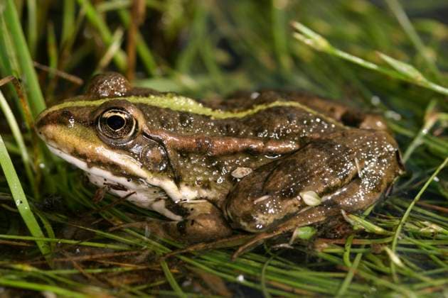 Moorfrosch, Moor-Frosch (Rana arvalis), sitzt im seichten Wasser, Oesterreich moor frog (Rana arvalis), sits in shalllow water, Austria BLWS641213 *** Moor frog Rana arvalis , sits in shallow water, Austria moor frog Rana arvalis , sits in shallow water, Austria BLWS641213 Copyright: xblickwinkel McPHOTO A.xSchauhuberx