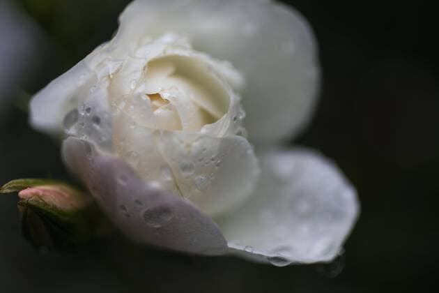 Extreme close up raindrops on beautiful white rose Australia Melbourne  Copyright: TobiasxTitz fStopImages1960013
