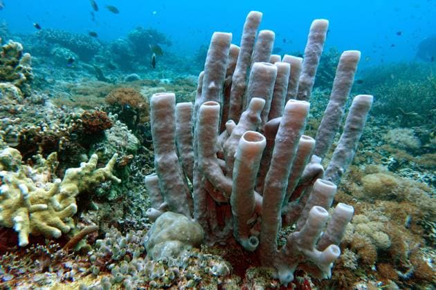 Blaugrauer Roehrenschwamm (Haliclona fascigera, Reniera fascigera), im Korallenriff, Indonesien, Molukken, Napo Talimao Large tube-sponge (Haliclona fascigera, Reniera fascigera), at a coral reef, Indonesia, Moluccas, Napo Talimao BLWS640132 *** Blue-gray tube sponge Haliclona fascigera, Reniera fascigera , at a coral reef, Indonesia, Moluccas, Napo Talimao Large tube sponge Haliclona fascigera, Reniera fascigera , at a coral reef, Indonesia, Moluccas, Napo Talimao BLWS640132 Copyright: xblickwinkel E.xTeisterx
