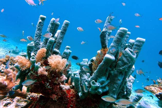Blaugrauer Roehrenschwamm (Haliclona fascigera, Reniera fascigera), im Korallenriff, Indonesien, Molukken, Napo Talimao Large tube-sponge (Haliclona fascigera, Reniera fascigera), at a coral reef, Indonesia, Moluccas, Napo Talimao BLWS640134 *** Blue-gray tube sponge Haliclona fascigera, Reniera fascigera , at a coral reef, Indonesia, Moluccas, Napo Talimao Large tube sponge Haliclona fascigera, Reniera fascigera , at a coral reef, Indonesia, Moluccas, Napo Talimao BLWS640134 Copyright: xblickwinkel E.xTeisterx