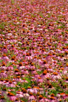 Purpur-Sonnenhut, Echinacea purpurea, auch Roter Scheinsonnenhut. Die Wirkstoffe von Purpursonnenhutkraut-Presssaft werden bei der Kurzzeit-Anwendung zur Vorbeugung und Behandlung von Erkaeltungskrankheiten zur Stimulierung des Immunsystems genutzt. 1fx-947941