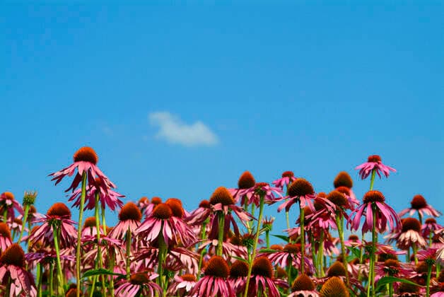 Purpur-Sonnenhut, Echinacea purpurea, auch Roter Scheinsonnenhut. Die Wirkstoffe von Purpursonnenhutkraut-Presssaft werden bei der Kurzzeit-Anwendung zur Vorbeugung und Behandlung von Erkaeltungskrankheiten zur Stimulierung des Immunsystems genutzt. 1fx-947948