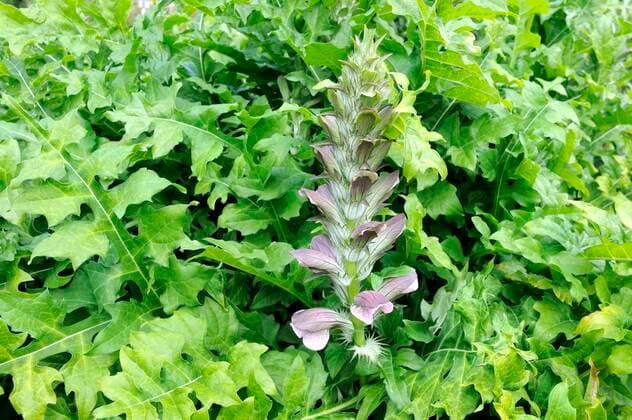  Dorniger Bärenklau, Stacheliger Bärenklau (Acanthus spinosus) *** Thorny hogweed, prickly hogweed Acanthus spinosus Copyright: imageBROKER/O.xDiez ibldzo05154291.jpg