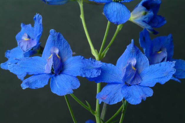 Gewoehnliche Feldrittersporn, Consolida regalis, Syn.: Delphinium consolida, Acker-Rittersporn. Frueher wurden die alkaloidarmen Blueten als Heilmittel eingesetzt.Haeufig findet man getrocknete Blueten wegen ihrer schoenen blauen Farbe aber noch als Schmuckdroge in Tees., Originaldatum nicht bekannt 1fx-947672