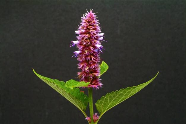 Ostasiatischer Riesenysop, Agastache rugosa, Korean Zest. In Ostasien und Nordamerika als Heilpflanze, Gewuerzpflanze und Duftpflanze verwendet., Originaldatum nicht bekannt 1fx-947802