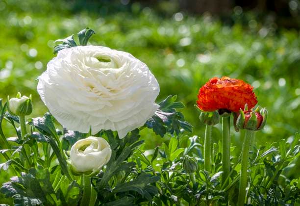Asiatischer Hahnenfuß, Ranunkel (Ranunculus asiaticus), Blüte und Knospen, Bayern, Deutschland, Europa Blühende Ranunkel (Ranunculus asiaticus) *** Asian buttercup, Ranunculus asiaticus , flower and buds, Bavaria, Germany, Europe Flowering ranunculus Ranunculus asiaticus