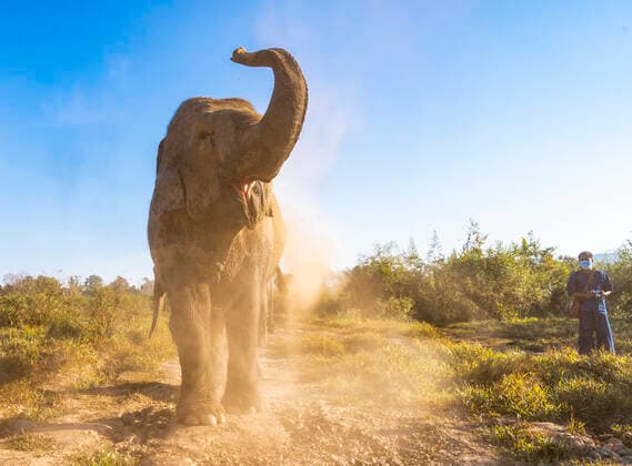 elephant throwing up dirt at animal sanctuary in the golden triangle Mueang Chiang Rai, ?.????????, Thailand CR_THHE210413C-689502-01 ,model released, Symbolfoto