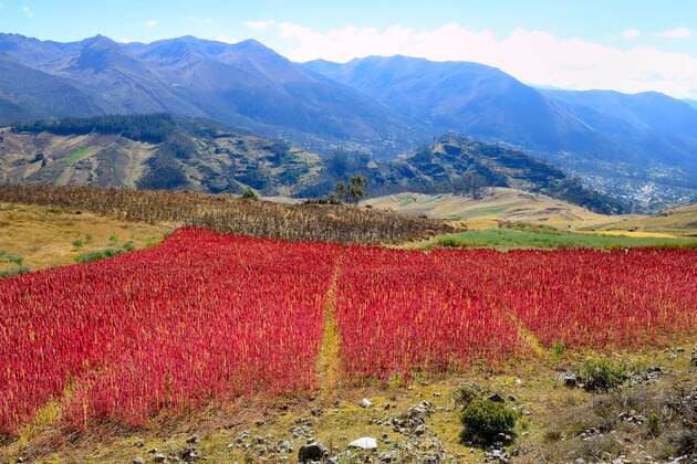 IMAGO Nature: Unsere Erde, Klimawandel, Ernährung, Pflanzen der Zukunft, Quinoa Feld mit reifem Quinoa (Chenopodium quinoa), Provinz Andahuaylas, Peru, Südamerika *** Field of ripe quinoa Chenopodium quinoa , Andahuaylas Province, Peru, South America Copyright: imageBROKER/PeterxGiovannini ibxgiv06726838.jpg