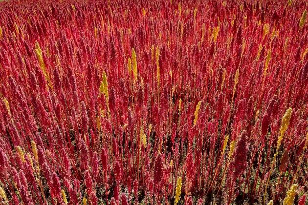 IMAGO Nature: Unsere Erde, Klimawandel, Ernährung, Pflanzen der Zukunft, Quinoa Feld mit reifem Quinoa (Chenopodium quinoa), Provinz Andahuaylas, Peru, Südamerika *** Field of ripe quinoa Chenopodium quinoa , Andahuaylas Province, Peru, South America Copyright: imageBROKER/PeterxGiovannini ibxgiv06726839.jpg