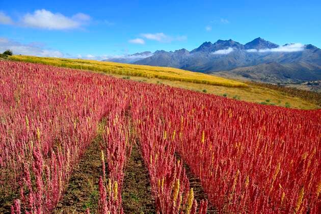 IMAGO Nature: Unsere Erde, Klimawandel, Ernährung, Pflanzen der Zukunft, Quinoa Landwirtschaft, Quinoa Anbau Feld mit reifem Quinoa (Chenopodium quinoa), Provinz Andahuaylas, Peru, Südamerika *** Field of ripe quinoa Chenopodium quinoa , Andahuaylas Province, Peru, South America Copyright: imageBROKER/PeterxGiovannini ibxgiv06726843.jpg