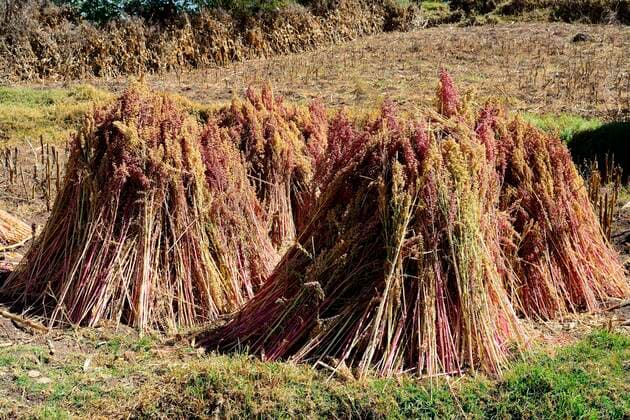 IMAGO Nature: Unsere Erde, Klimawandel, Ernährung, Pflanzen der Zukunft, Quinoa Zum Trocken gebündelter Quinoa (Chenopodium quinoa), Provinz Andahuaylas, Peru, Südamerika *** Quinoa bundled for drying Chenopodium quinoa , Andahuaylas Province, Peru, South America Copyright: imageBROKER/PeterxGiovannini ibxgiv06726849.jpg