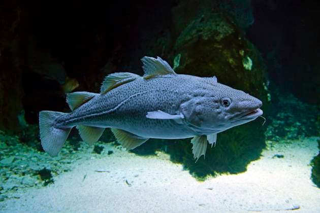 Dorsch, Kabeljau (Gadus morhua) im Ozeaneum, Hansestadt Stralsund, Mecklenburg-Vorpommern, Deutschland, Europa mcpins *** Cod, cod Gadus morhua in the Ozeaneum, Hanseatic City of Stralsund, Mecklenburg Vorpommern, Germany, Europe mcpins mcpins