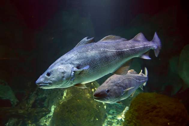 Dorsch, Kabeljau (Gadus morhua) im Ozeaneum, Hansestadt Stralsund, Mecklenburg-Vorpommern, Deutschland, Europa mcpins *** Cod, cod Gadus morhua in the Ozeaneum, Hanseatic City of Stralsund, Mecklenburg Vorpommern, Germany, Europe mcpins mcpins
