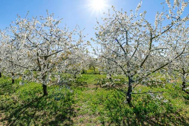 IMAGO Creative, Jahreszeit Frühling, Licht und Sonne Brombachseer Kirschenland Im Fränkischen Seenland in Großweingarten am Brombachsees nahe Spalt stehen im April die Kirschbäume in voller Blüte. Kirschbäume in der Blüte *** Brombachseer Kirschenland In the Franconian Lake District in Großweingarten at the Brombachsee near Spalt the cherry trees are in full bloom in April Cherry trees in bloom Copyright: xmultimaps360x 20190420_kirschbluete_003