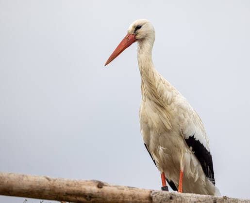 Ein Storch in einem Nest in Biebesheim Hessen. *** A stork in a nest in Biebesheim Hesse Copyright: xBEAUTIFULxSPORTS KJPetersx