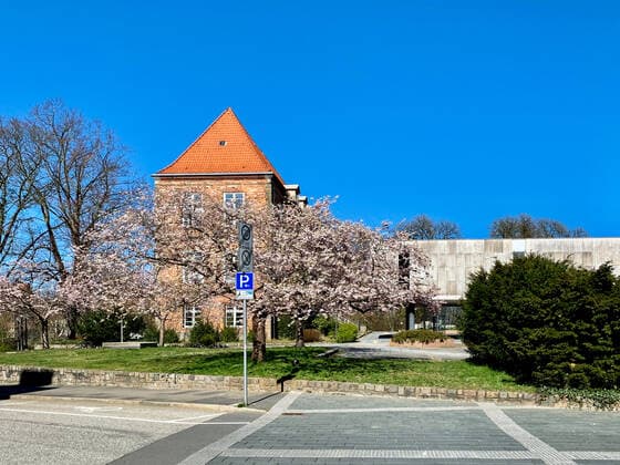 A Japanese cherry in full bloom in front of the building of Kiel Castle