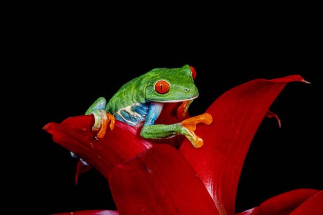 A Red-eyed Leaf Frog, Agalychnis callidryas, on a red bromeliad inflorescence. These frogs are primarily nocturnal, sleeping during the day. Copyright: xJonxG.xFullerx JGF-leaf frogs-Red eyed-7140