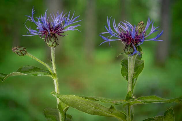 Berg-Flockenblume, Bergflockenblume (Centaurea montana), zwei Blueten, Deutschland, Bayern Montane star-thistle, Perennial cornflower, Mountain knapweed, Mountain cornflower, Bachelor s button, Mountain Bluet (Centaurea montana), two flowers, Germany, Bavaria BLWS641740 *** Berg Flockenblume, Bergflockenblume Centaurea montana , zwei Blueten, Germany, Bavaria Montane star thistle, Perennial cornflower, Mountain knapweed, Mountain cornflower, Bachelor s button, Mountain Bluet Centaurea montana , two flowers, Germany, Bavaria BLWS641740 Copyright: xblickwinkel S.xDerderx