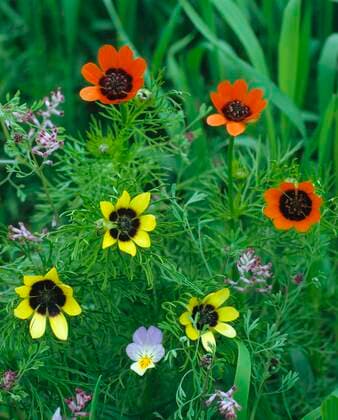 IMAGO Nature: Unsere Erde, Pflanzen: Bedrohte Planzenarten in Deutschland  Flammen-Adonisröschen (Adonis flammea) *** Flame Adonis rose Adonis flammea Copyright: imageBROKER/H.xReinhard iblrni05207463.jpg