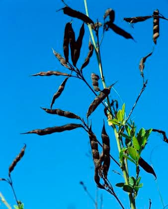 IMAGO Nature: Unsere Erde, Klimawandel, Ernährung, Pflanzen der Zukunft, Linse Linse, Schoten, Linsen (Lens culinaris) *** Lentil, pods, lentils Lens culinaris Copyright: imageBROKER/H.xReinhard iblrni05207535.jpg