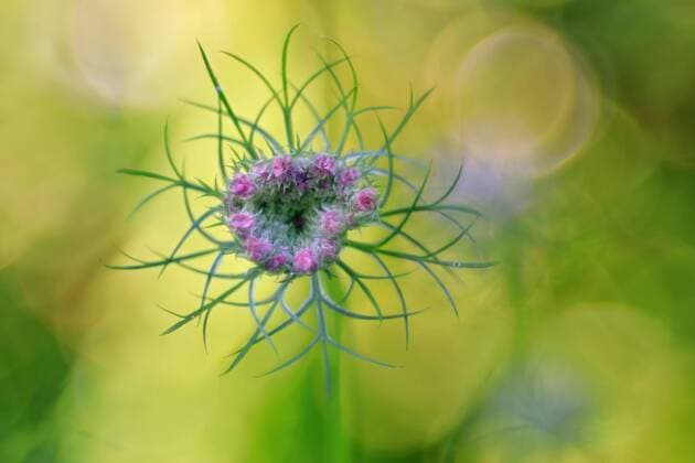  Wilde Möhre (Daucus carota subsp. carota) am aufblühen, Naturpark Obere Donau, Baden-Württemberg, Deutschland, Europa *** Wild carrot Daucus carota subsp carota in bloom, Upper Danube Nature Park, Baden Württemberg, Germany, Europe Copyright: imageBROKER/WolfgangxVeeser ibxwve06669534.jpg