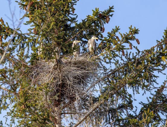 21 04 2021 Lans, Tirol, Austria, Austria Birds, Birds Picture Heron, Ardeidae Grey Heron, Heron, Ardea cinerea young Grey Heron in nest, birds nest Herons nest, herons nest, herons nest in a spruce, Picea abies
