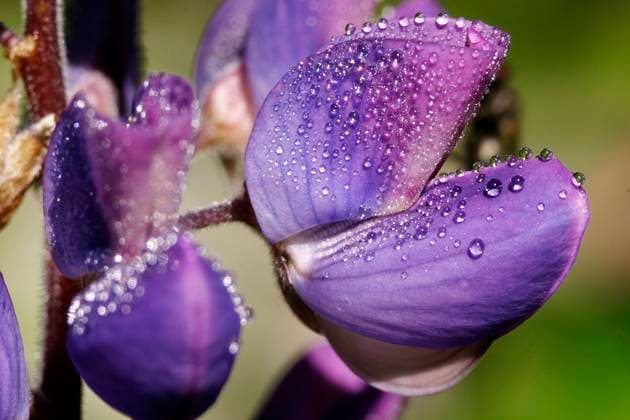 Stauden-Lupine, Staudenlupine, Vielblaettrige Lupine (Lupinus polyphyllus), Blueten mit Wassertropfen, Oesterreich bigleaf lupine, many-leaved lupine, garden lupin (Lupinus polyphyllus), flowers with waterdrops, Austria BLWS642685 *** Perennial lupine, perennial lupine, many-leaved lupine Lupinus polyphyllus , flowers with waterdrops, Austria bigleaf lupine, many leaved lupine, garden lupin Lupinus polyphyllus , flowers with waterdrops, Austria BLWS642685 Copyright: xblickwinkel McPHOTO A.xSchauhuberx