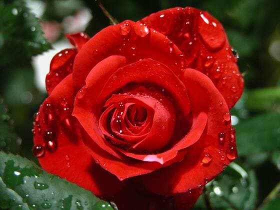 red rose with water drops red rose with wtaerdrops BLWS642738 Copyright: xblickwinkel McPHOTO A.xSchauhuberx