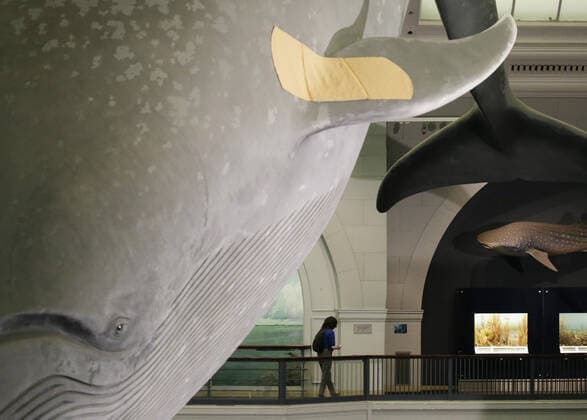 Coronavirus in den USA, Impfzentrum im American Museum of Natural History in New York A bandaid has been placed on one of the two pectoral fins of the famous 94-foot-long model of a blue whale while healthcare workers attend to people who arrive to be vaccinated when the American Museum of Natural History is transformed into a mass vaccination site at the AMNH in New York City on Friday, April 23, 2021.  NYP20210423103 JohnxAngelillo