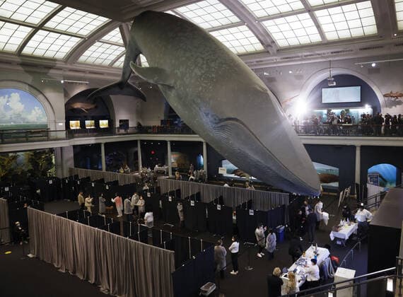 Coronavirus in den USA, Impfzentrum im American Museum of Natural History in New York Healthcare workers attend to people who arrive to be vaccinated under the famous 94-foot-long model of a blue whale when the American Museum of Natural History is transformed into a mass vaccination site at the AMNH in New York City on Friday, April 23, 2021.  NYP20210423118 JohnxAngelillo