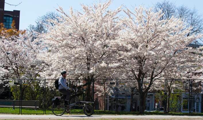 (210423) -- TORONTO, April 23, 2021 -- A man rides a bicycle past cherry blossoms in Toronto, Canada, on April 23, 2021. (Photo by Xinhua) CANADA-TORONTO-CHERRY BLOSSOM ZouxZheng 
