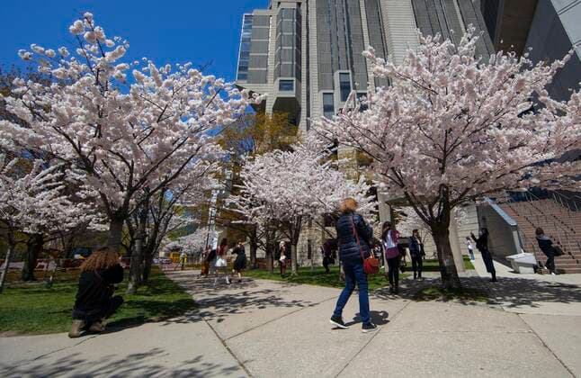 (210423) -- TORONTO, April 23, 2021 -- People look at cherry blossoms in Toronto, Canada, on April 23, 2021. (Photo by Xinhua) CANADA-TORONTO-CHERRY BLOSSOM ZouxZheng 