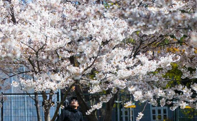 (210423) -- TORONTO, April 23, 2021 -- A man looks at cherry blossoms in Toronto, Canada, on April 23, 2021. (Photo by Xinhua) CANADA-TORONTO-CHERRY BLOSSOM ZouxZheng 