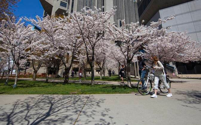 (210423) -- TORONTO, April 23, 2021 -- People walk past blossoming cherry blossoms in Toronto, Canada, on April 23, 2021. (Photo by Xinhua) CANADA-TORONTO-CHERRY BLOSSOM ZouxZheng 