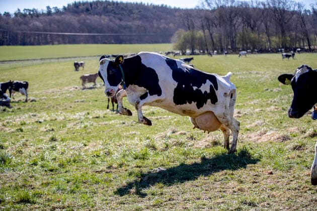 Bilder des Jahres 2021, Entertainment 04 April Entertainment Themen der Woche KW16 Entertainment Bilder des Tages Cow release or pasture release at the farm Berte Gard outside Falkenberg, Sweden April 24, 2020. Happy cows get all excited when they finally after six long months in the barn can munch on fresh grass and feel the airy outdoor breeze again. The spring cow release is normally an annual family event at many farms in Sweden but this year due to the coronavirus pandemic the audience can follow the event on the web. Photo Adam Ihse TT Kod 9200 FALKENBERG Sweden x9200x *** Cow release or pasture release at the farm Berte Gard outside Falkenberg, Sweden April 24, 2020 Happy cows get all excited when they finally after six long months in the barn can munch on fresh grass and feel the airy outdoor breeze again The spring cow release is norma  Copyright: xAdamxIhse TTx COW RELESE SWEDEN