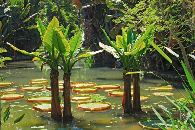 Im Botanischen Garten von Rio de Janeiro, Brasilien