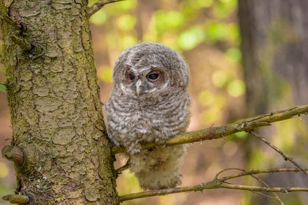 Waldkauz, Wald-Kauz (Strix aluco), Aestling, Jungvogel, Deutschland, Bayern, Niederbayern Eurasian tawny owl (Strix aluco), squab, juvenile, looking down, Germany, Bavaria, Niederbayern, Lower Bavaria BLWS642433 *** Tawny Owl, Tawny Owl Strix aluco , Aestling, juvenile, Germany, Bavaria, Lower Bavaria Eurasian tawny owl Strix aluco , squab, juvenile, looking down, Germany, Bavaria, Lower Bavaria BLWS642433 Copyright: xblickwinkel R.xSturmx
