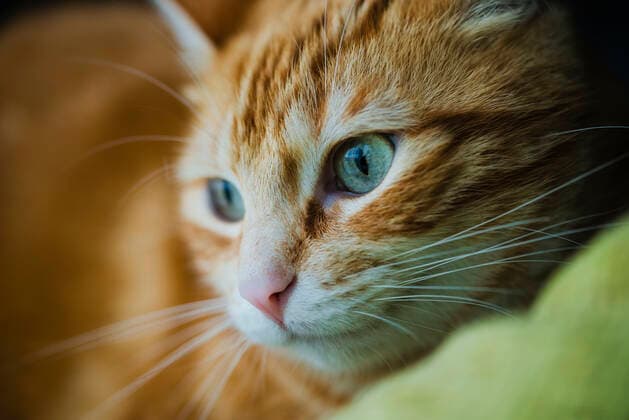 Portrait of brown cute cat property released RAEF02375