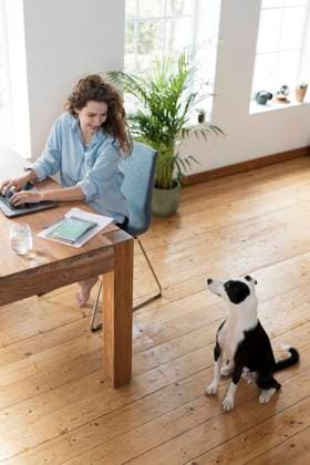 IMAGO Creative, Health, Hunde im Büro reduzieren Stress Smiling female professional looking at Jack Russell Terrier while working in home office model released Symbolfoto property released SBOF03622