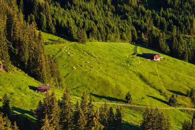 Mountain pasture at the Zillertaler mountain road, Ziller valley, Tyrol, Austria SIEF08784