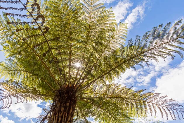 Low angle view of palm tree FOF11058