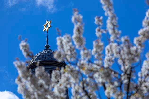 Deutschland, Berlin: Goldener Davidstern auf der Synagoge des Friedhofs mit blauem Himmel und weißen Wolken als Hintergrund und Kirschbaum als Vordergrund. *** Germany, Berlin Golden Star of David on the synagogue of the cemetery with blue sky and white clouds as background and cherry tree as foreground