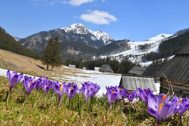 News Bilder des Tages Crocuses bloom in Tatra Mountains Photo: Pawel Murzyn East News Crocuses are blooming in Chcholowska Valley on April 27, 2021 in Witow near Zakopane, Poland. Chocholowska is the biggest valley in Polish part of Tatra Mountains and is the most famous and popular place for watching crocuses in spring. 