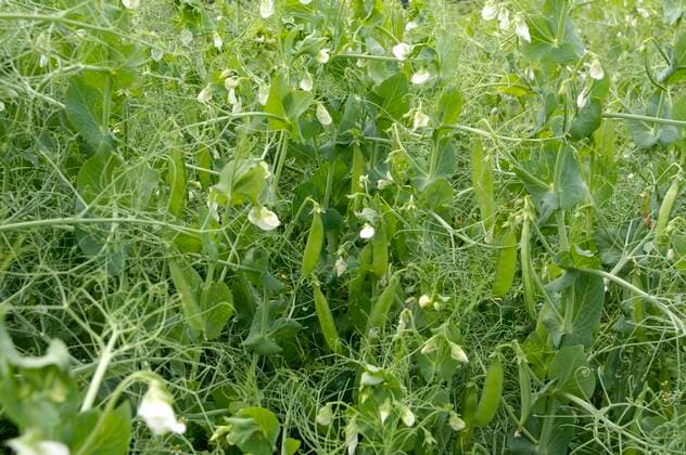 IMAGO Nature: Unsere Erde, Klimawandel, Ernährung, Pflanzen der Zukunft, Futtererbse Futtererbse (Pisum sativum var. arvense) Bacara , Erbse *** Field pea Pisum sativum var arvense Bacara , Pea Copyright: imageBROKER/O.xDiez ibldzo05149785.jpg