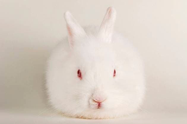 Angora-Kaninchen, Angorakaninchen (Oryctolagus cuniculus f. domestica), weisses Kaninchenkind Angora rabbit (Oryctolagus cuniculus f. domestica), white young rabbit BLWS643426 *** Angora rabbit, Angora rabbit Oryctolagus cuniculus f domestica , white young rabbit Angora rabbit Oryctolagus cuniculus f domestica , white young rabbit BLWS643426 Copyright: xblickwinkel McPHOTO A.xSchauhuberx